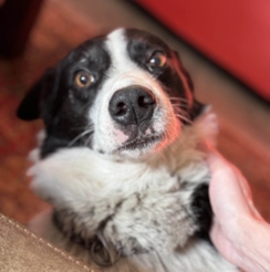 Primus — Senior Dog